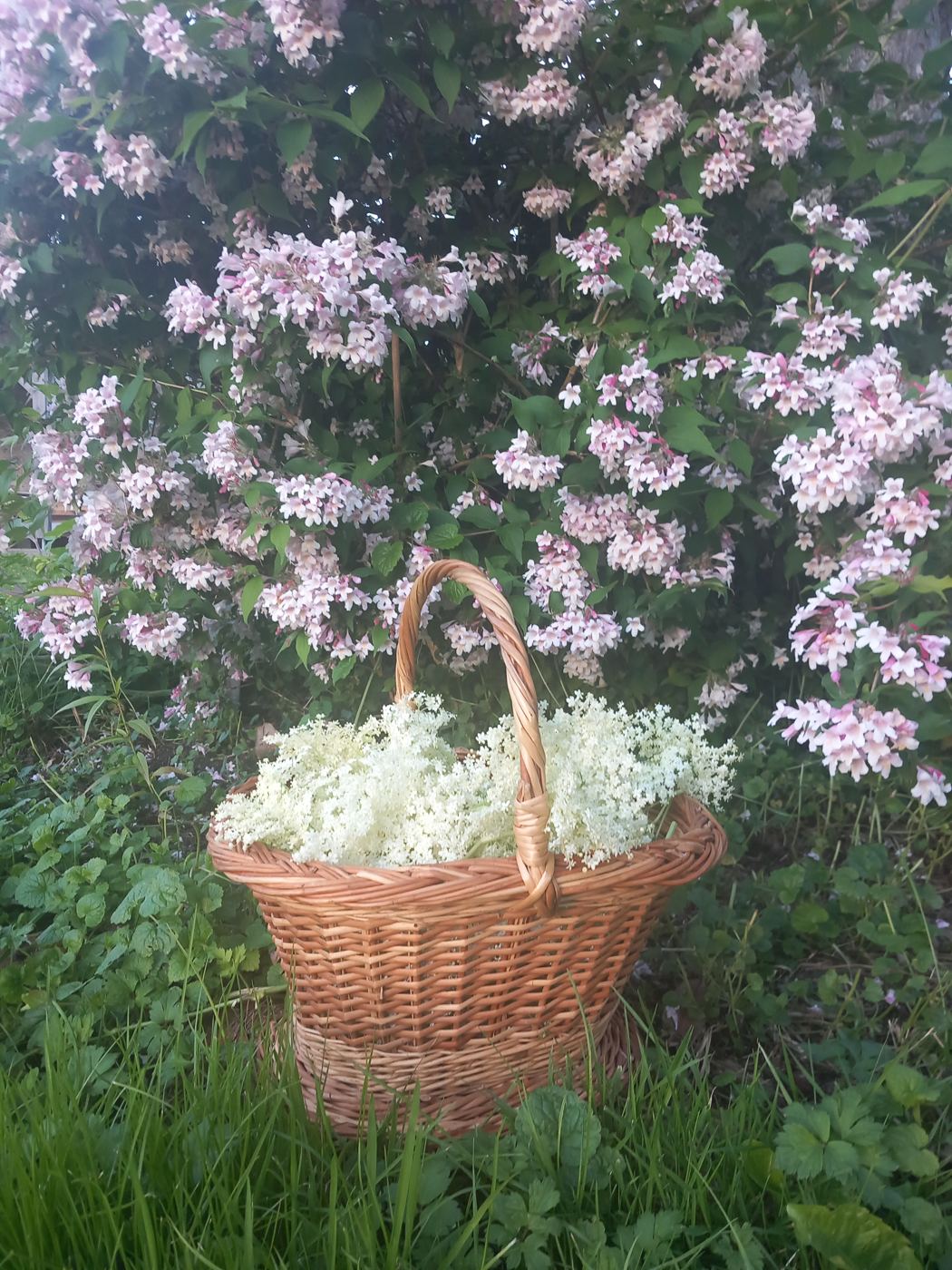 Panier en osier rempli de fleurs blanches de sureau, devant un arbuste en fleurs